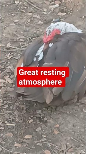 relax, duck sound is rhythmic and calming to the ears.#shortsfeed