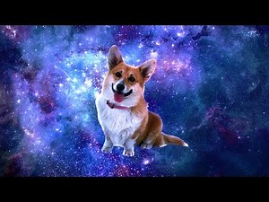Shooting Stars - Dog Meme Edition