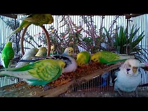 🐦 Albino Budgies 🌸 The Pure White Beauty of Parakeets
