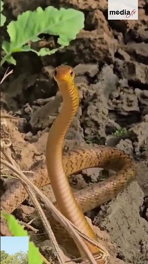 Cobra ‘Dancing’ Video Goes Viral – Truth Behind It | ‪@MediaFxOfficial‬