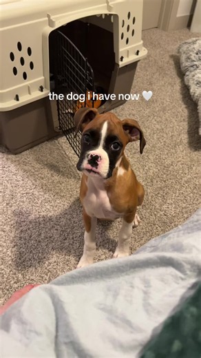Adorable Boxer Puppy Moments on TikTok
