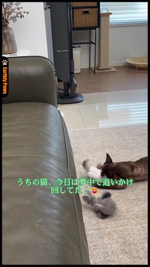 猫のための簡単で楽しいおもちゃ