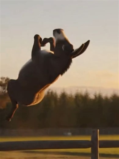 Hilarious Donkey Moments That Will Make You Laugh