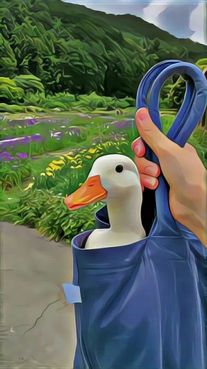 dance se souber 2022 atualizadas