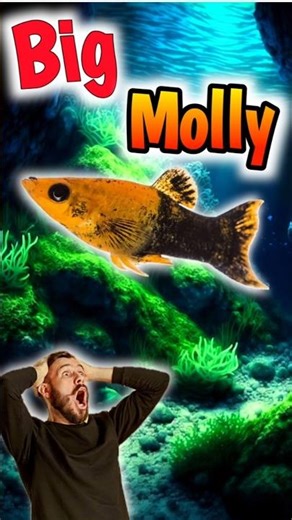 Biggest molly fish #fish #shortsfeed #trending