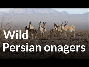 Wild Persian onagers in Khar Turan National Park