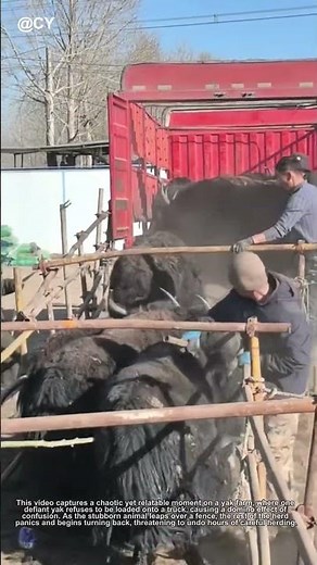 🐂 Stubborn Yak Chaos! Hilarious Ranch Escape & Smart Fix | Animal Handling Tips