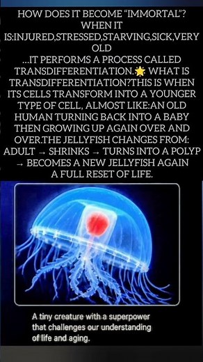 “The Immortal Jellyfish: The Animal That Lives Forever.This Jellyfish Can Reverse Its Age Forever!