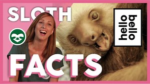 6.3K views · 185 reactions | Here at SloCo we celebrate sloths every day of the year! But this International Sloth day we are honoring our best-loved slow mammals with HelloBello and Kristen Bell, by sharing our favorite sloth facts with Dr. Rebecca Cliffe 殮 HUGE thank you to everyone at Hello Bello for sponsoring a Sloth Crossing canopy bridge to help sloths safely navigate urban areas! #Internationalslothday #slothday | The Sloth Conservation Foundation | Facebook