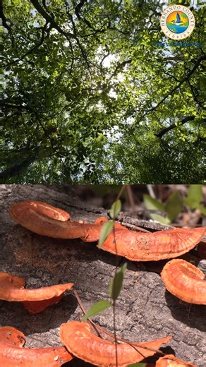 5.9K views · 64 reactions | Fickett Hammock Preserve is a 2.3 mile looped 量hiking trail through forested hardwood hammock with some flatwoods and sandhill, seasonally flowing streams and saw palmetto thickets. Interesting trees include hickory, dogwood, hop hornbeam, ironwood, American holly, and swamp chestnut oak. Birding. ‍了Pets are permitted on a leash. Hernando County Parks & Recreation | Hernando County Government | Facebook