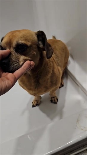 Minion needs a bath #narrowayhomestead #theoneandonlyminion #bathtime #dogbath #cleandog | Oneandonlyminion