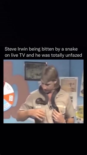 Thecliptide on Instagram: "Check out this insane story about Steve Irwin's encounter with a non-venomous python! 🐍😯 In 1991, during a TV filming, the snake bit him on the neck in self-defense, but Irwin didn't flinch. He calmly explained the snake's behavior, showing his bravery and compassion. This moment cemented his legacy as "The Crocodile Hunter" - a true wildlife warrior."