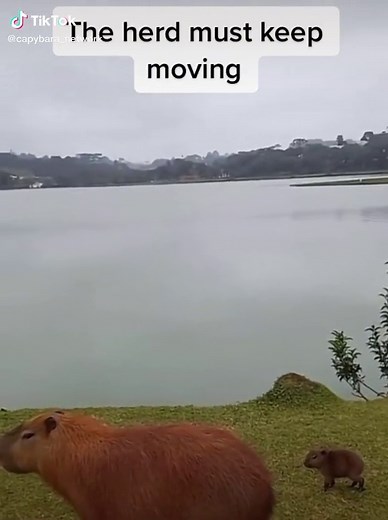 Basically national geographic #fyp #capybara #capybara_network #capybarafanpage #capybaratribe #capybaratiktok #capybaras