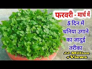 मात्र 5 दिन मे धनिया उगाने का जादुई तरीका । How to grow coriander at home/dhaniya kaise ugayein.
