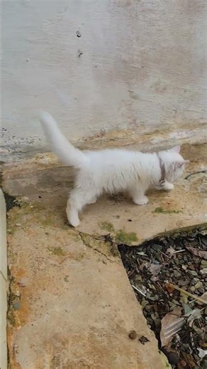 white kitten roaming outside the house #kitten #cat
