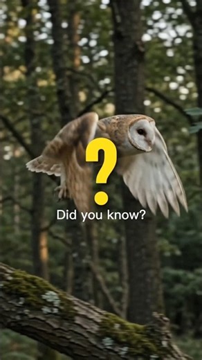 🦉 The Incredible Secrets of Owls!