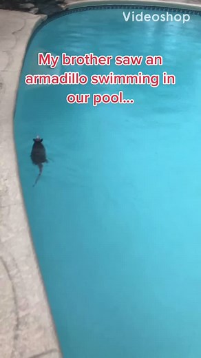 Armadillo Swimming in Texas Pool