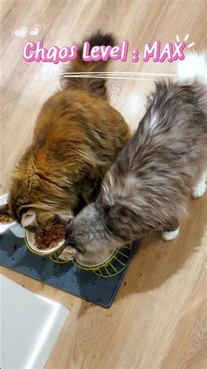 Freya & Beast Boy: Sibling Chaos at Its Finest #mainecoon #shorts