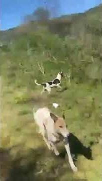 2026 amaphisi hunting