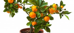Growing Dwarf Citrus Trees Indoors, Part 1 | DoItYourself.com