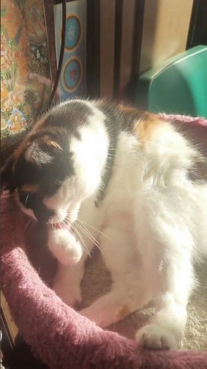 Perfect Cat Beauty Routine: Calico Mom Cat Showcases Self-Grooming Expertise!