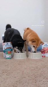It’s good dog o’clock! Who’s ready for mealtime? 🙌 Natural Balance has all the good stuff your doggo deserves: ✅Thoughtfully balanced nutrition ✅Wholesome ingredients ✅Taste and texture dogs love https://www.naturalbalanceinc.com/dog-recipes/ 📸: @taru.navi.theshibainu (IG) #NaturalBalancePetFood #NaturalBalance | Natural Balance Pet Foods