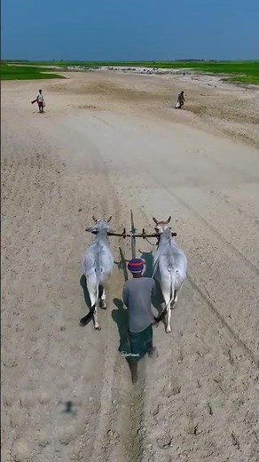 Traditional Plowing with Oxen – The Hard Work of Farmers