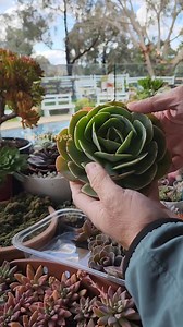 Prep for propagation. Echeveria Imbricata | Robert Reyes