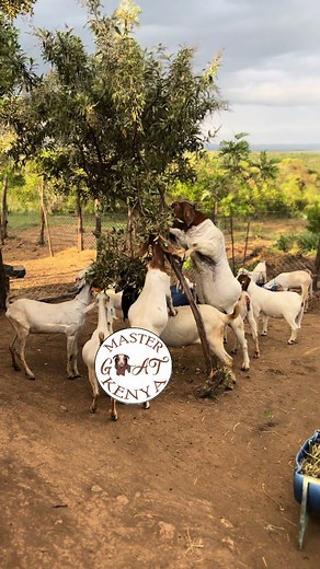 Boer, boergalla, savanna goats and galla goats breeding in Kenya #gallagoats #goatsoftiktok #boerfarmkenya #goatfarm #farmgoats #goat🐐 #happyholidays #boerfarming #goatmasterkenya