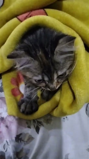 cute cats 😻😻 #cat #petcareprovider #cute #pets #animals #growwithcats #catlovers #honeybeesting