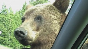 Grizzly Bear Gets Up Close and Personal With Car in Montana