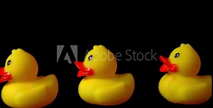 Yellow Rubber Duck Parade On Black With Blue Duck At End.