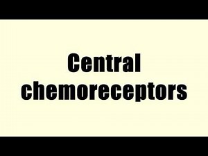 Central chemoreceptors