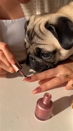 Mommy was painting her nails. Pug tried to sniff them and got glitter on his nose. #pug #puglife #puglove #pugs #dog #pugstagram #pugpuppy #pugworld #puglover #pugoftheday #pugnation #dogs #puppy #puglovers #mops #pugsnotdrugs #doglover #pugmania #pet #love #cute #blackpug #pugloversclub #pugdog #instadog #dogstagram #dogoftheday | Pug World Mafia 2.0 | Facebook