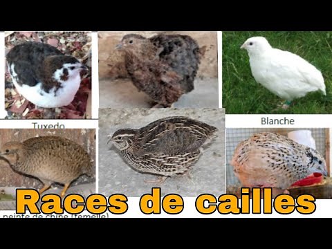 les races de cailles