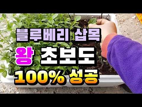 왕초보도100%쉽게 블루베리삽목 성공하는방법,블루베리 숙지삽목 꺽꽂이 지금이 딱 적기,실패하지않는 봄 밀폐삽목,귀농귀촌 텃밭 꽃밭 가정원예 유실수농사