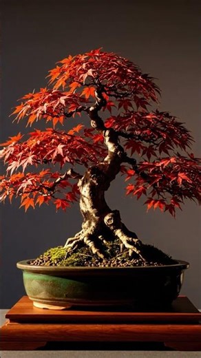 🍁 Maple Bonsai Growth Stages | How to Care for Elegant & Fiery Red Phong Đỏ Bonsai ✨