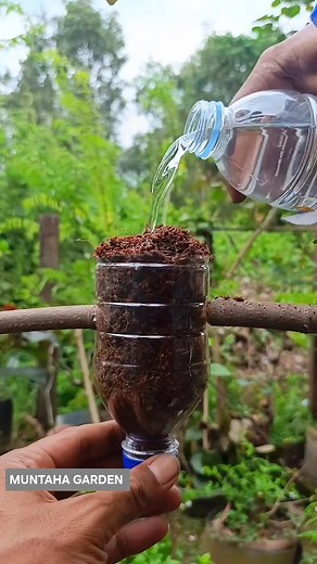 91K views · 121 reactions |  Air Layering – A Natural Way to...