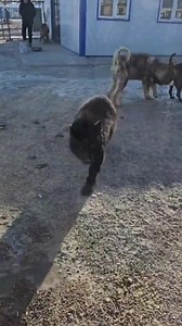 In the midst of January's usual challenges, this year's struggles surpass those of the past. Even with our monthly donor payments, we face a daunting $2500 shortfall. Urgently, we prioritize meeting the impending food order scheduled in just two weeks. To secure the nourishment our dogs and cats depend on, we've initiated a new fundraising appeal. Your generous contribution can ensure their tummies stay full – please consider donating today, no contribution is too small. Click link below to supp