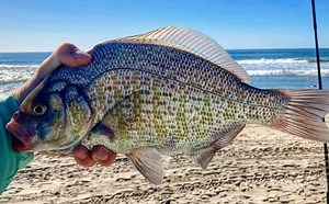 Surf Fishing With Mussel Meat