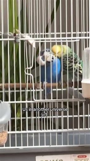 Exploring Alternate Universes: A Bird's Journey