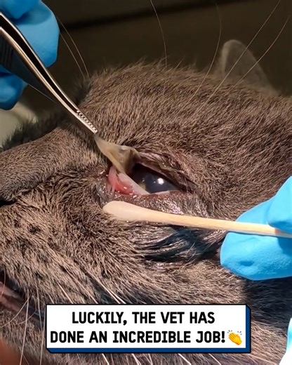 I pulled this out of my cat's eye 👁️🙀 #medical #veterinary #cats #satisfying | UNILAD Tech