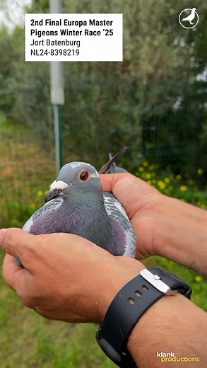 Here is the video of the Top 3 Place of Europa Master Pigeons Winter Race 2025 511 km Final 🏆 Which one is your favorite? Share your thoughts in the comments! | PIPA