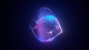 3D Holographic Neon Discus Fish nfinite Loop