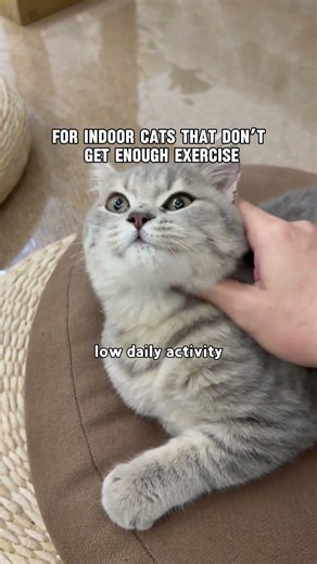 We need to care for indoor cats. #catmomlife #cat #tiktokshopdeals #funnycats #pets #cutecat