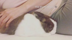 2.1K views · 293 reactions | Don’t be fooled. This happens only once every few days and she still bites. | The Fluffy Group | Facebook