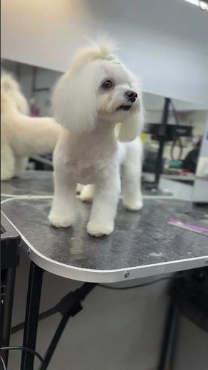 Elegant Maltese Grooming Transformation ✨ | Melissa’s Fresh New Look