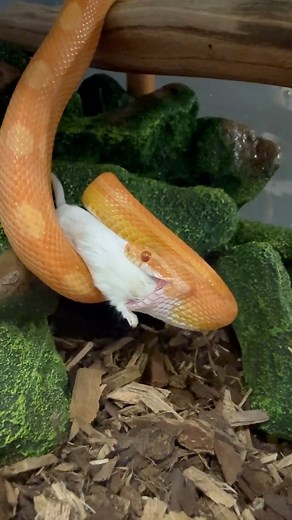 6.3K views · 21 reactions | WARNING SNAKE FEEDING watch Milkshake my milk snake fully devour his breakfast & Cornflakes my creamsicle cornsnake was a little shy this time!!! I will post Caviar & Sriracha & Pumpkins feeding soon  李♥️ | Alayna Franklin | Facebook
