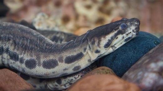 The Elephant Trunk Snake Is Fully Aquatic