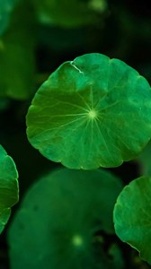 What are the main benefits of gotu kola? | Dr Farrah MD
